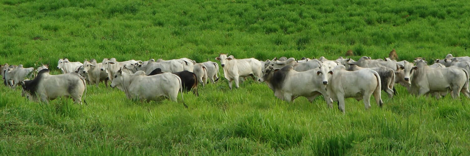 Pulverização por drone em pastagem